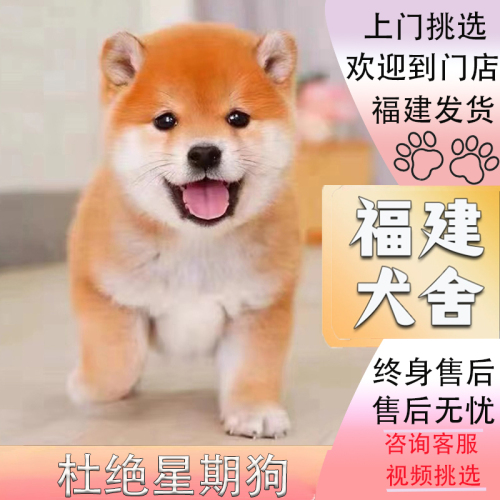 【福建犬舍】纯种柴犬幼犬纯种赤黑柴白色豆柴双血统宠物狗狗活体