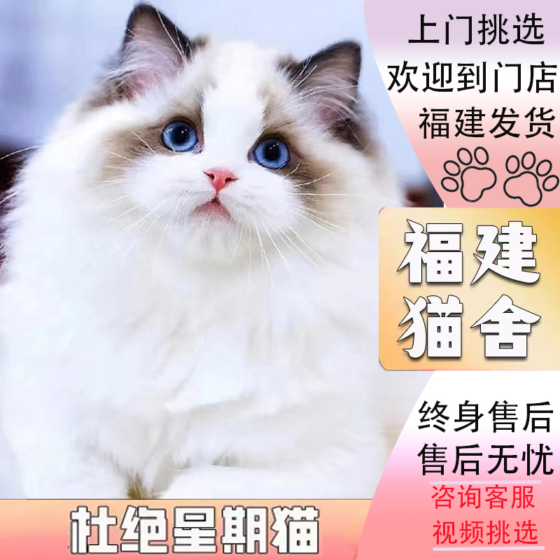 【福建猫舍】纯种布偶猫幼猫蓝双仙女猫蓝眼睛幼崽活体宠物猫咪