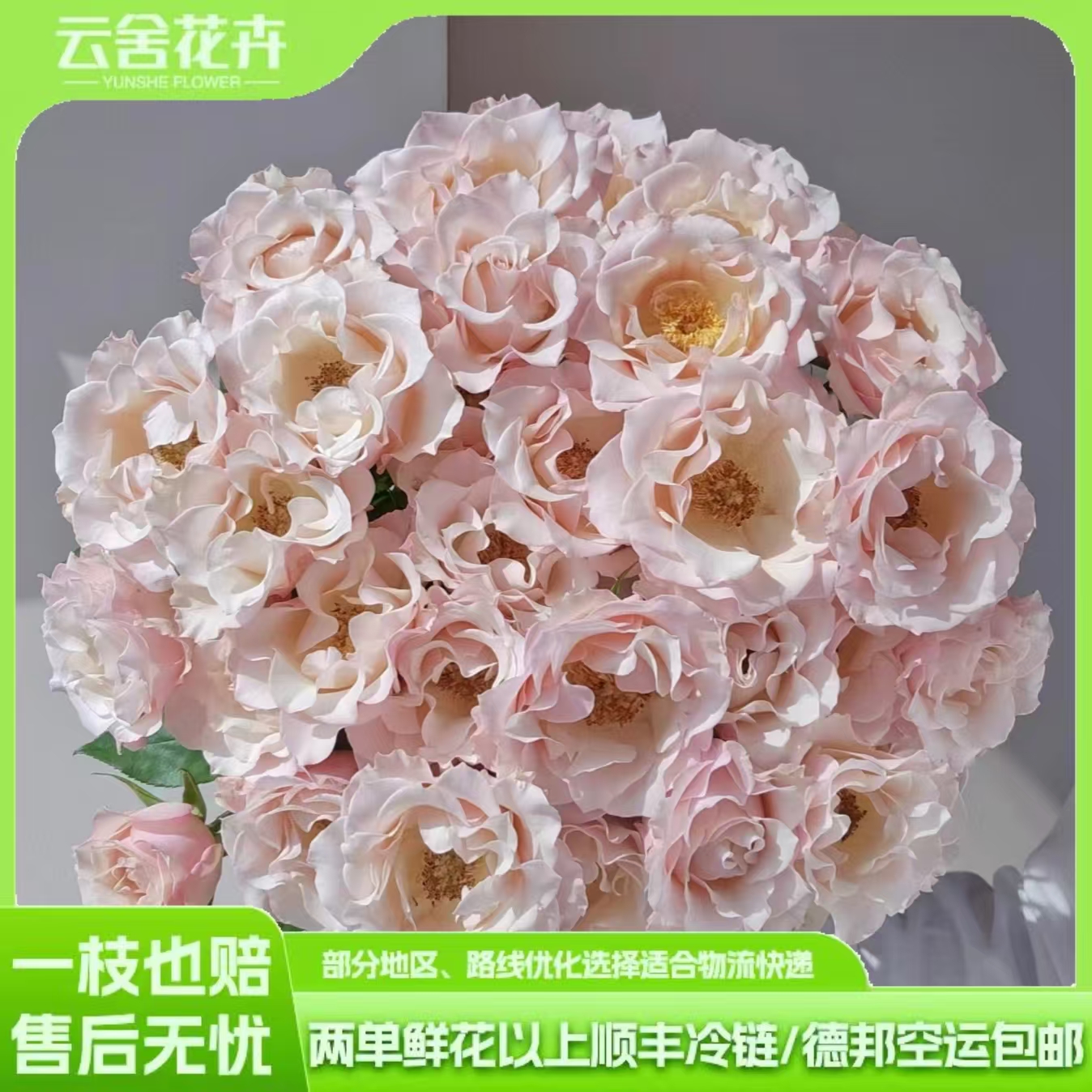 【云舍精选】超稀有 卓芙特【多头】玫瑰任意组合2单或以上包邮