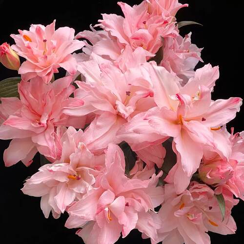 【云舍臻选】布朗尼吸色重瓣百合 组合2单或以上包邮