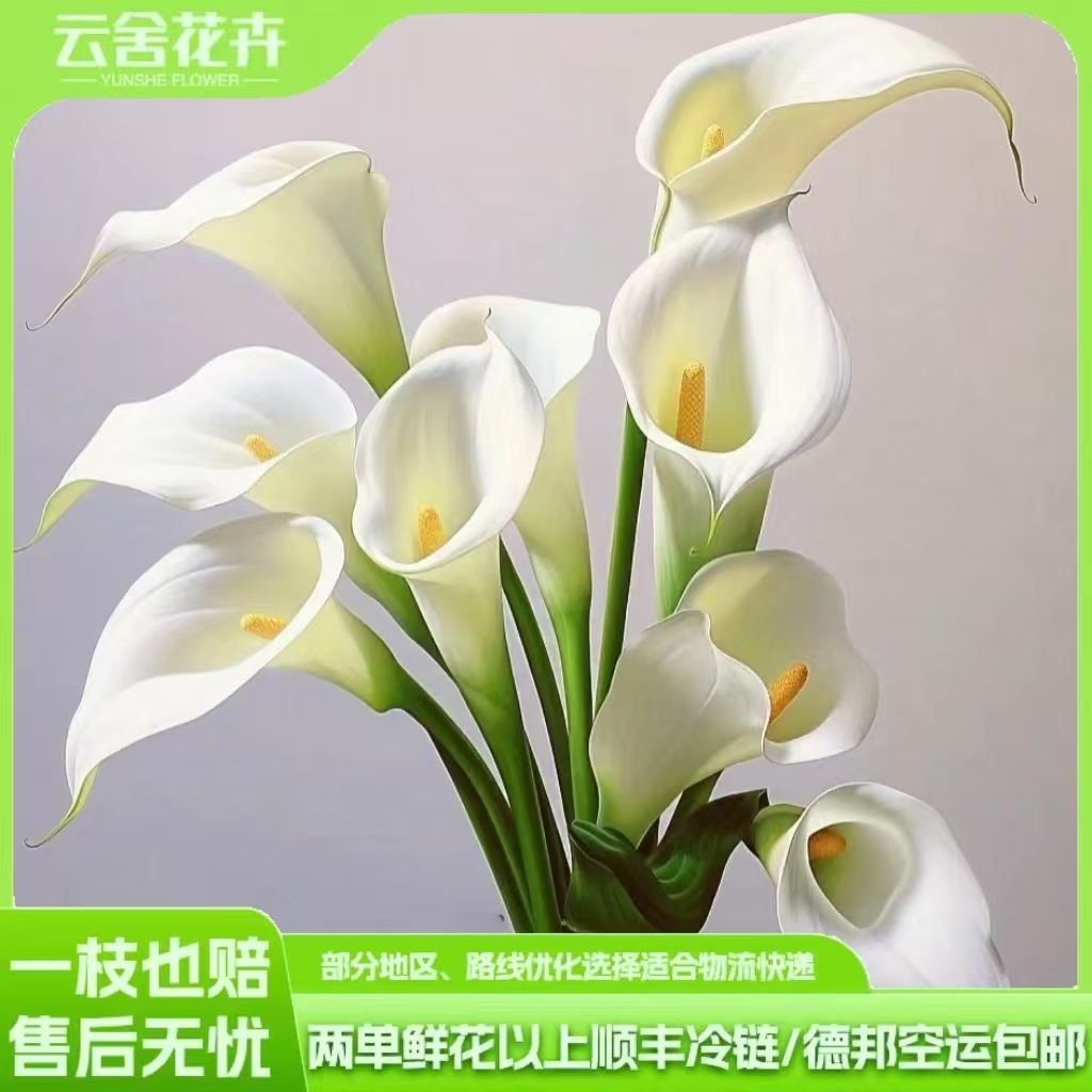 高品质马蹄莲日常插瓶马蹄莲