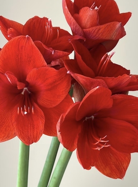 【云舍精选红色礼盒】【注定红】朱顶红  任意满两单及以上包邮