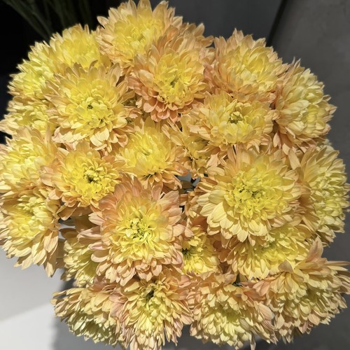 【云舍臻选】卡林巴橙色小菊  任意组合2单或以上冷链包邮鲜切花