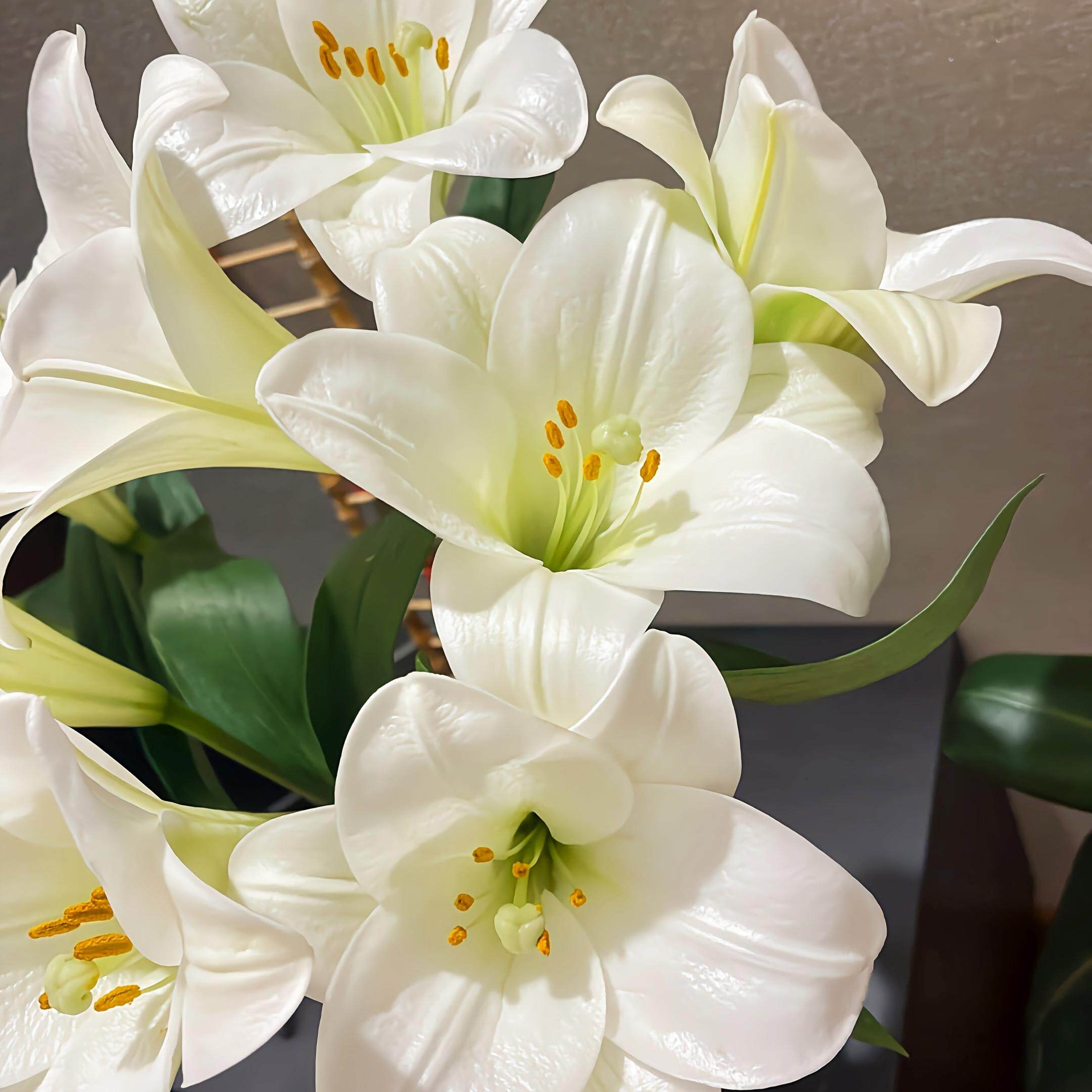 【稀有】【淡香型】白铁炮亚百合  任意组合两单或以上冷链包邮