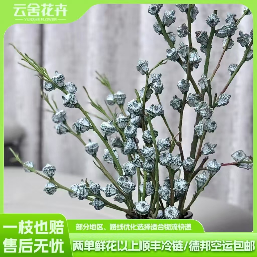 【云舍精选】 尤加利果1扎  2单或以上包邮鲜切花