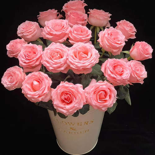 【云舍精选】A级戴安娜单头玫瑰  任意组合2单或以上冷链包邮