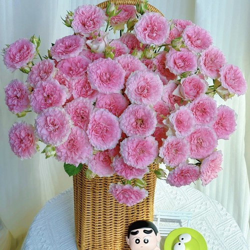 【云舍臻选】稀有甜蜜罗拉多头玫瑰  任意组合两单或以上冷链包邮