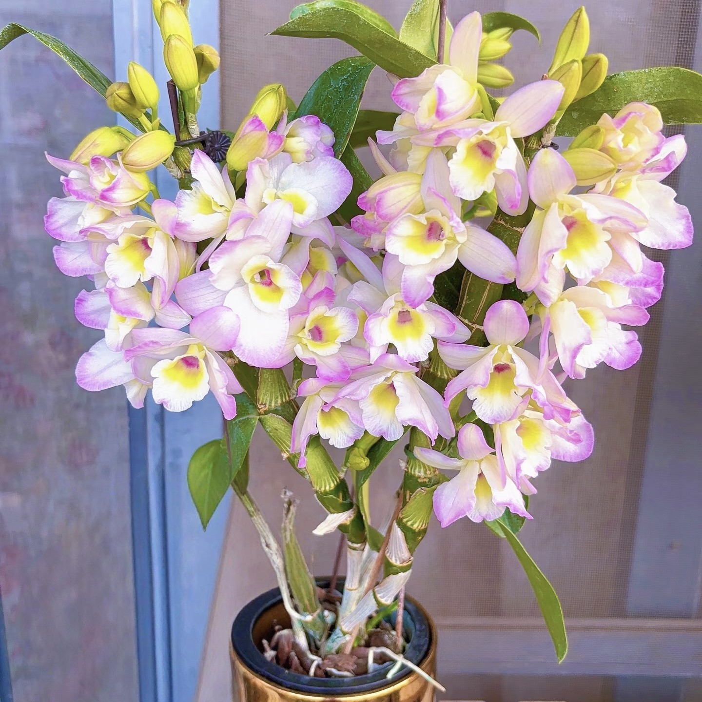 【云舍精选】甜心春石斛兰【5-8剑】盆栽(带盆)两单及以上包邮