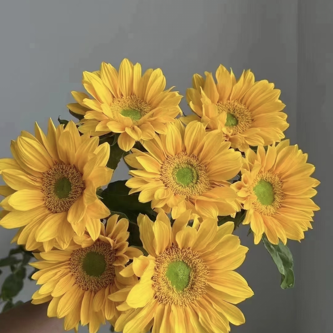 高品质绿心向日葵5枝日常插花