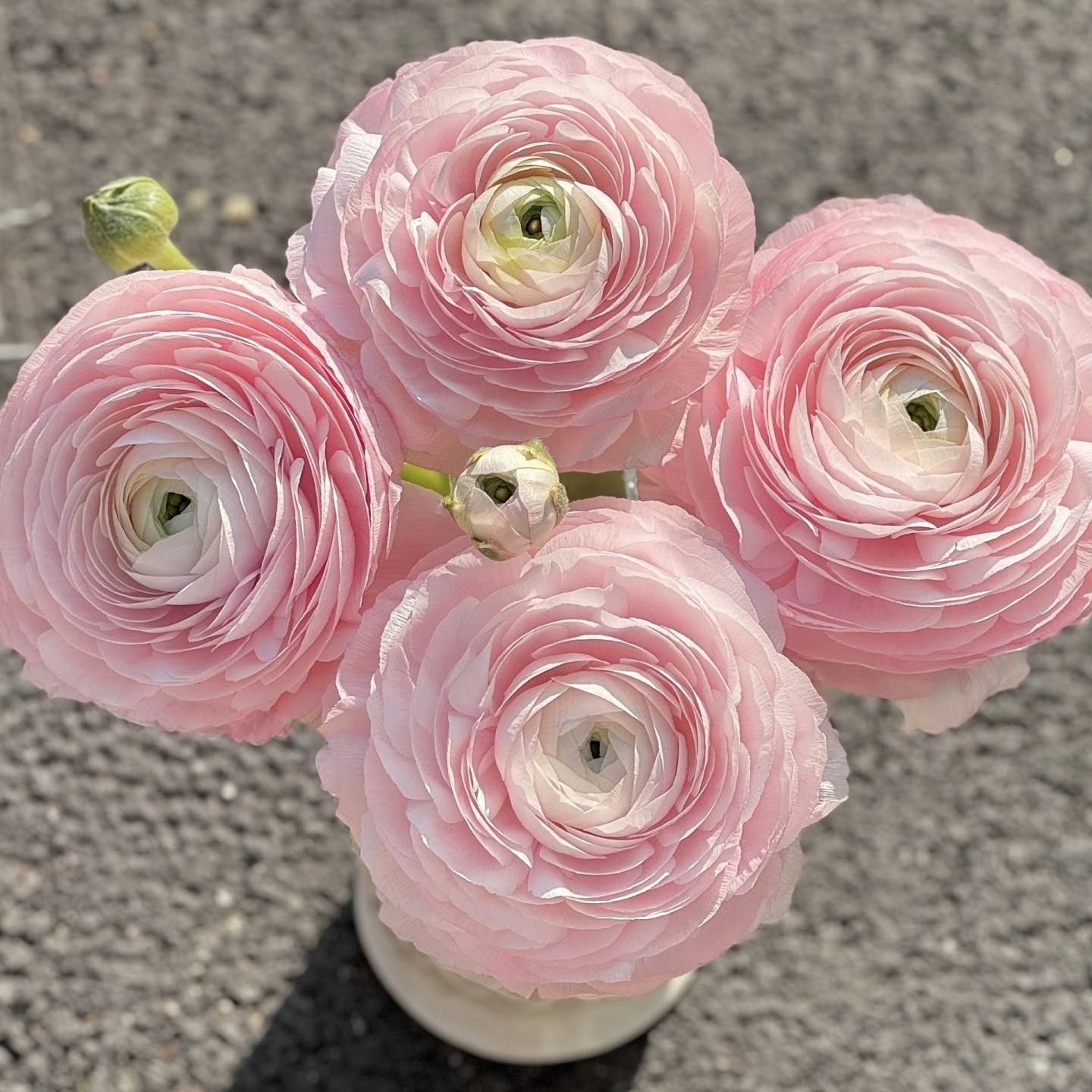 【云舍臻选】樱花粉洋牡丹一扎 任意组合2单或以上包邮,鲜花速递/花卉仿真/绿植园艺,花材,淘宝优惠券,粉丝福利购,淘宝优惠卷