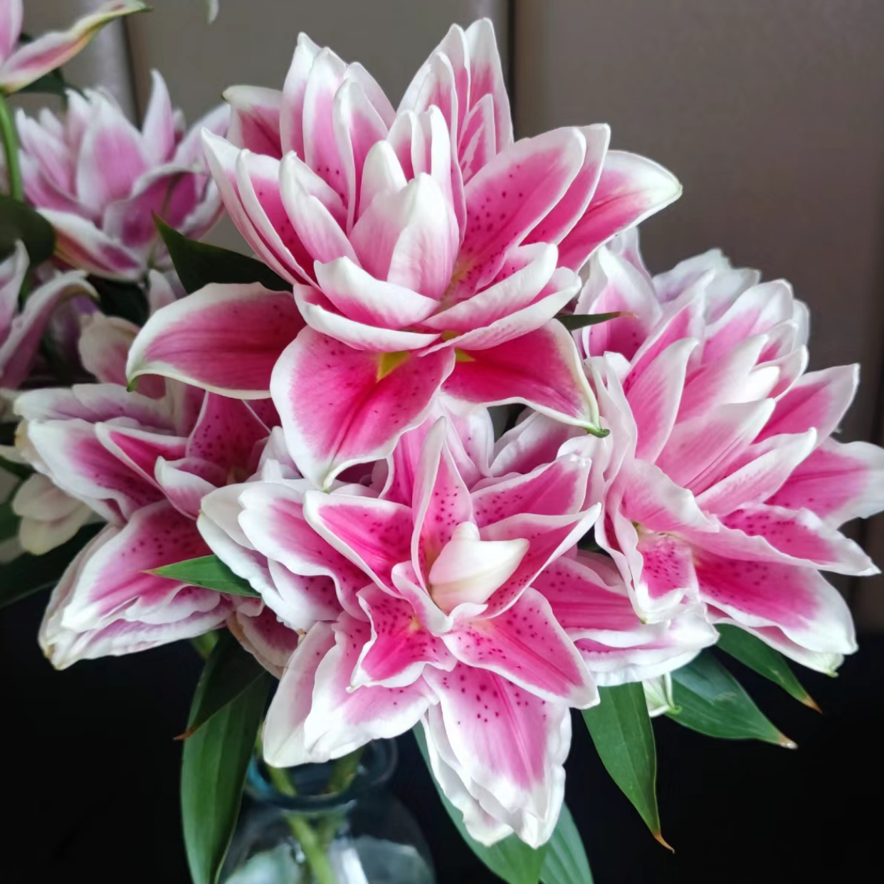 【云舍精选】火星之恋重瓣百合  任意组合2单或以上冷链包邮