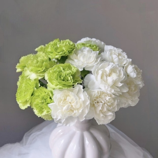 任意组合2单或以上冷链 小清新薄荷冰单头康乃馨 包邮 云舍臻选