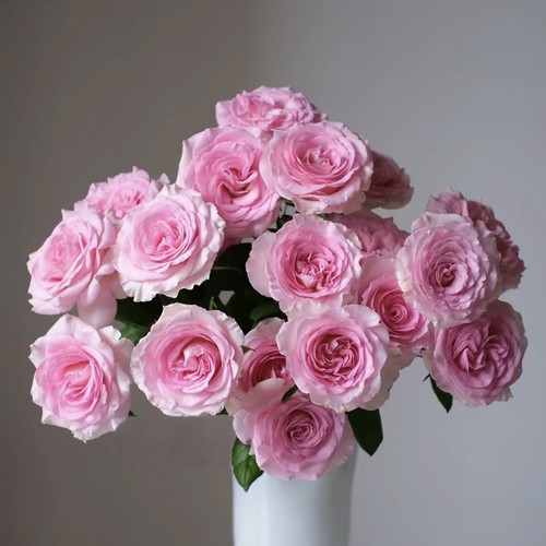 【云舍臻选】花魁洛神单头玫瑰  任意组合2单或以上冷链包邮