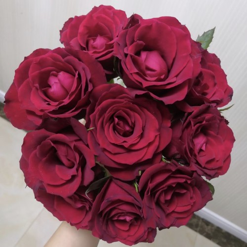 【云舍臻选】玫昂红单头玫瑰  任意组合两单或以上冷链包邮