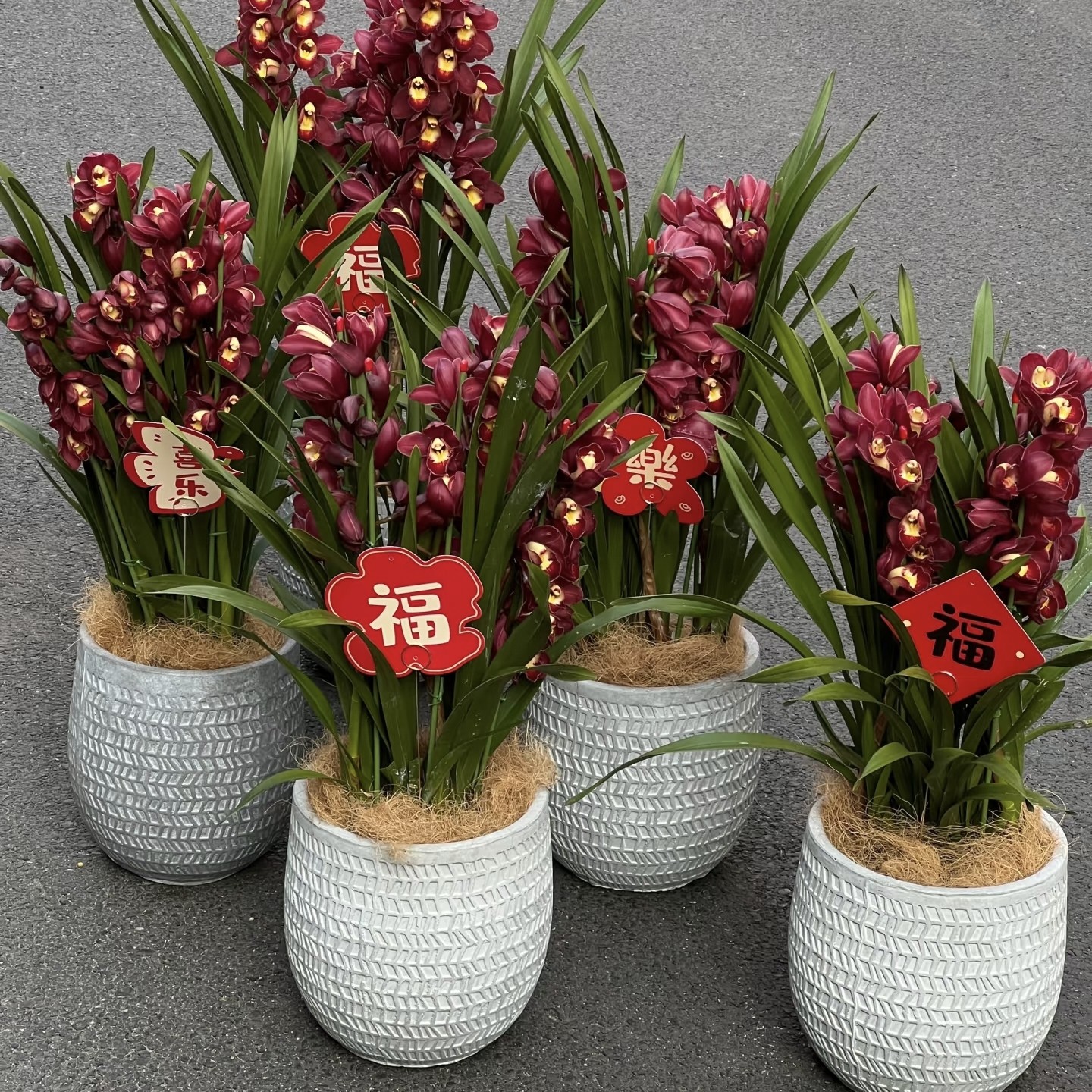 云舍臻选【年宵花】紫气东来大花蕙兰盆栽5剑及以上 1单包邮,鲜花速递/花卉仿真/绿植园艺,花材,淘宝优惠券,粉丝福利购,淘宝优惠卷