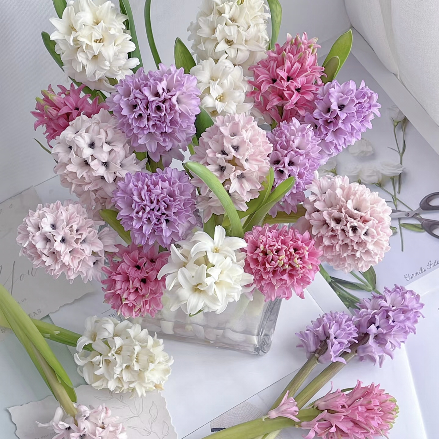 【云舍精选】水培【风信子】  任意组合2单或以上冷链包邮