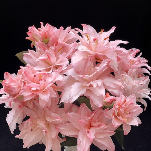 【云舍臻选】稀有布朗尼吸色重瓣百合鲜花  组合2单或以上包邮