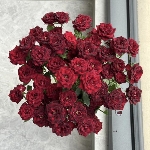 【云舍臻选】万花筒多头玫瑰  任意组合2单或以上冷链包邮