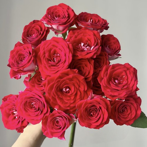 【云舍臻选】超稀有红羽公主多头玫瑰 任意组合2单或以上冷链包邮