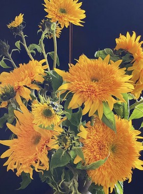 【云舍臻选】油画泰迪向日葵鲜花 2单及以上冷链包邮