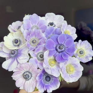 【云舍臻选】梦幻双色白紫渐变银莲花 任意组合两单或以上包邮