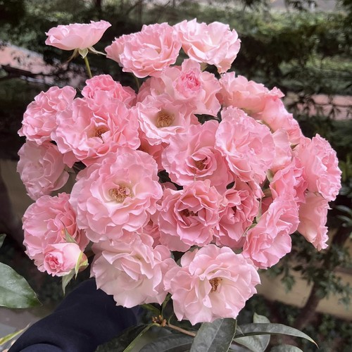 【云舍臻选】人鱼公主多头玫瑰鲜花  任意组合2单或以上冷链包邮