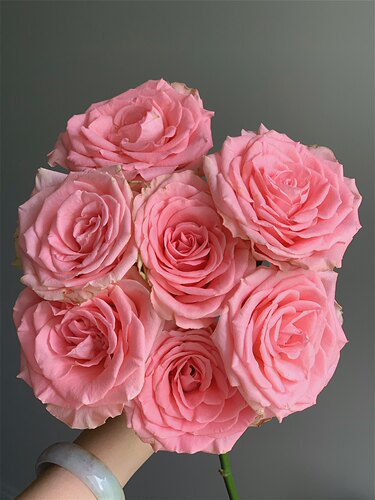 高品质单头玫瑰日常插瓶春晓