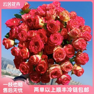 任意组合2单或以上冷链 爱丽丝多头玫瑰 A级 包邮 云舍精选