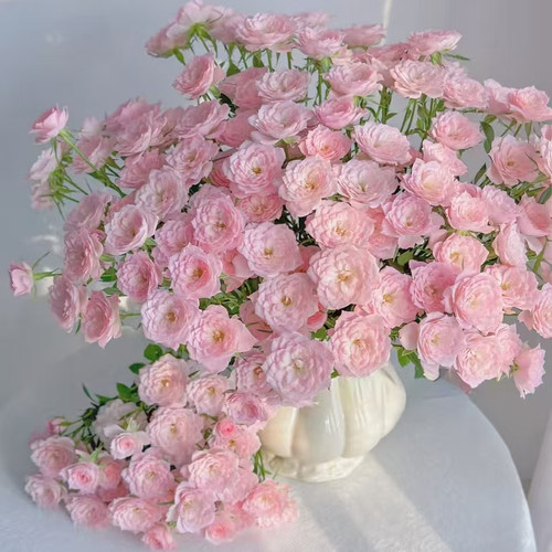 【云舍精选】完美甜蜜多头玫瑰鲜花  任意组合2单或以上冷链包邮