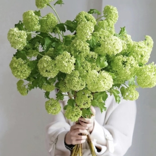 两单或以上冷链 春日小清新 木绣球 包邮 云舍臻选