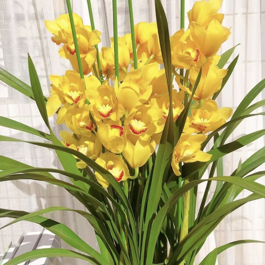 【云舍精选】黄金岁月大花蕙兰5剑及以上盆栽1单包邮不参与拼单！,鲜花速递/花卉仿真/绿植园艺,花材,淘宝优惠券,粉丝福利购,淘宝优惠卷