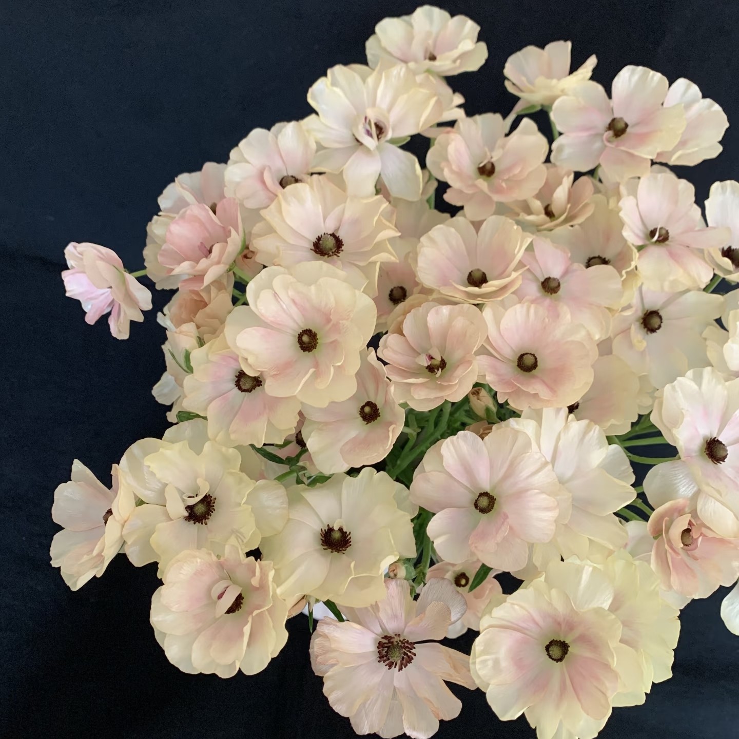 【云舍精选】希腊女神蝴蝶洋牡丹一扎 任意组合2单或以上包邮,鲜花速递/花卉仿真/绿植园艺,花材,淘宝优惠券,粉丝福利购,淘宝优惠卷