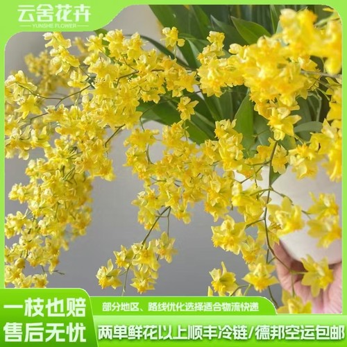 【云舍精选】黄色梦香兰盆栽 带原盆发货满两单及以上包邮