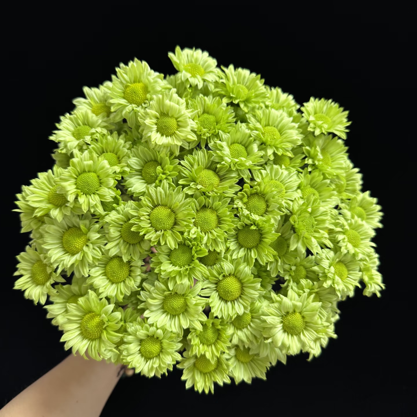 【云舍精选】绿精灵小菊一扎 2单或以上包邮鲜切花基地直