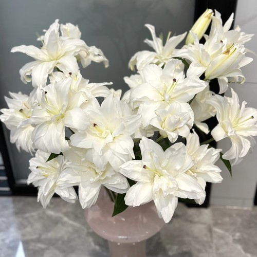 【云舍臻选】滑雪板重瓣百合鲜花  任意组合2单或以上冷链包邮