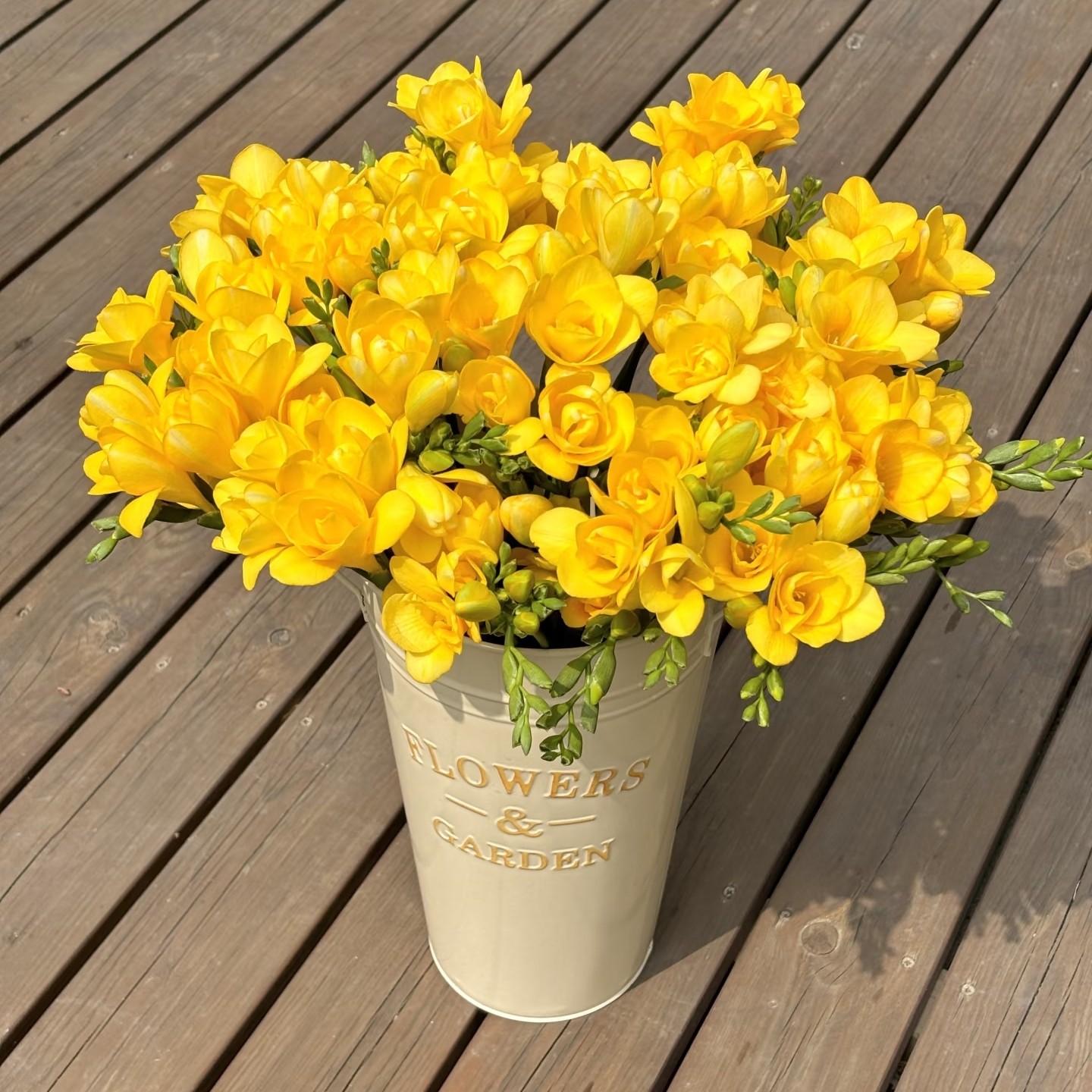 【云舍精选】黄色【香雪兰】2扎 任意组合两单或以上包邮,鲜花速递/花卉仿真/绿植园艺,花材,淘宝优惠券,粉丝福利购,淘宝优惠卷