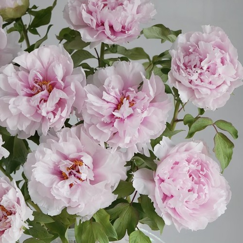 【云舍臻选】【雪映桃花】牡丹花鲜花 全场任意两单包邮