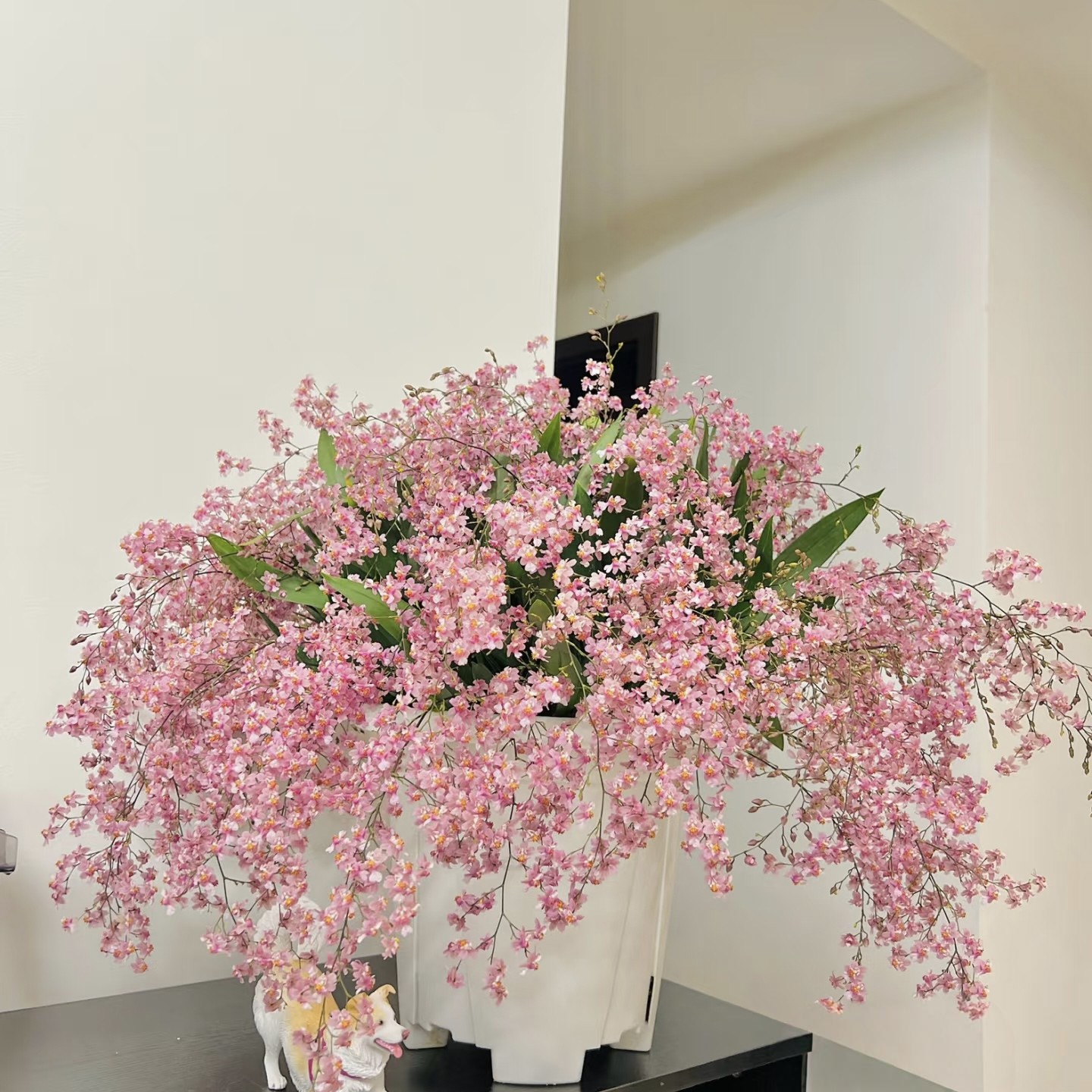 【云舍臻选】粉色梦香兰盆栽10-14 剑带原盆发货两单及以上包邮,鲜花速递/花卉仿真/绿植园艺,花材,淘宝优惠券,粉丝福利购,淘宝优惠卷