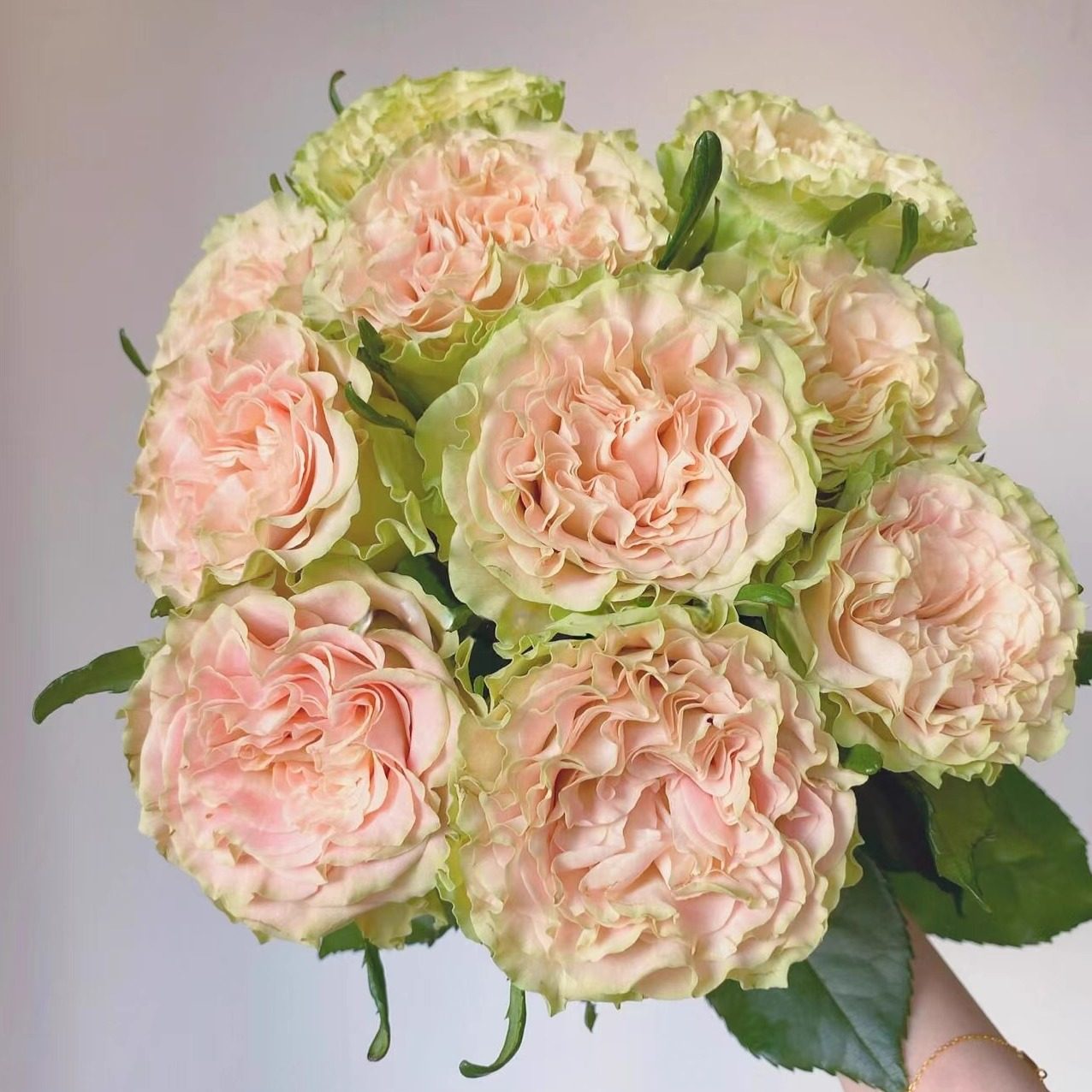 【云舍精选花期长】A级 上官婉儿单头玫瑰  任意组合2单以上包邮,鲜花速递/花卉仿真/绿植园艺,花材,淘宝优惠券,粉丝福利购,淘宝优惠卷