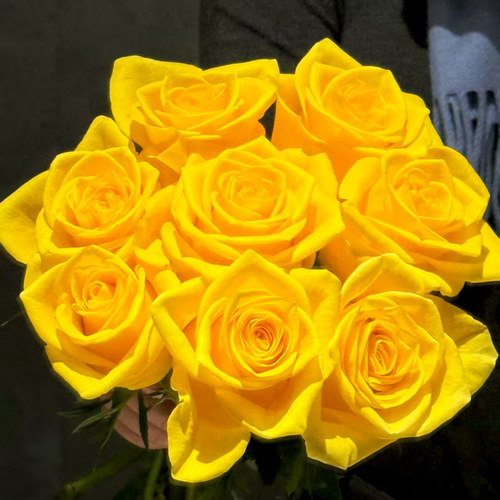 【云舍臻选】金枝玉叶单头玫瑰  任意组合2单或以上冷链包邮