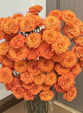 【云舍臻选】橙色芭比多头玫瑰 组合两单或以上冷链包邮