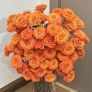 橙色芭比多头玫瑰 组合两单或以上冷链 包邮 云舍臻选