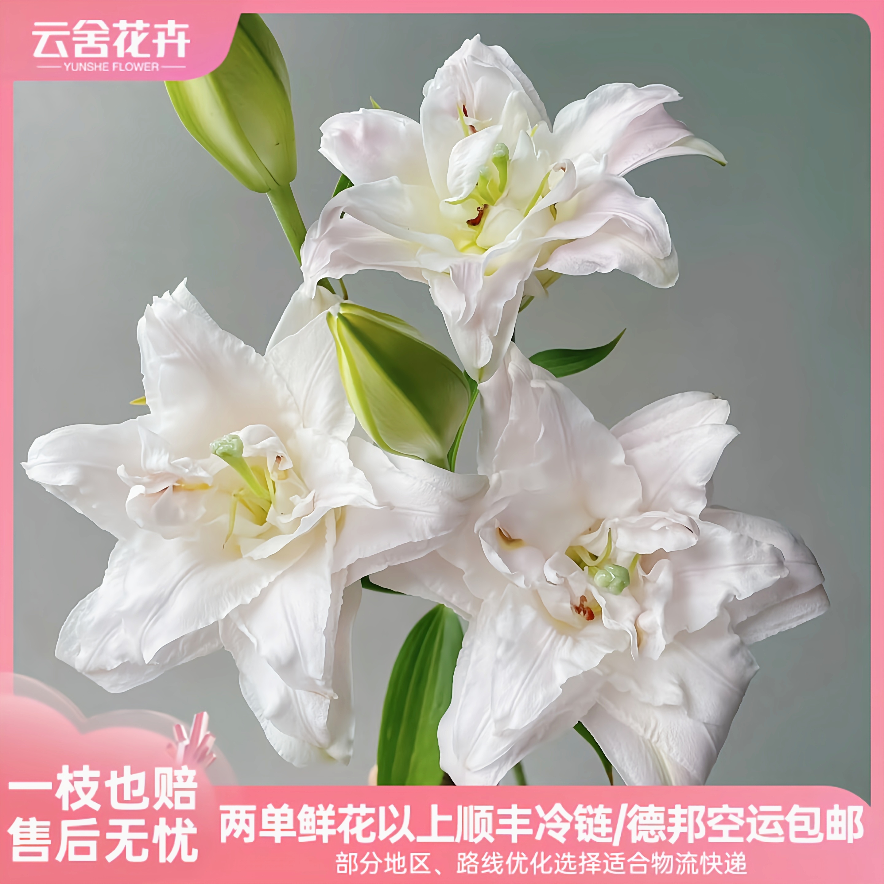 【云舍稀有】女神重瓣百合（粉黛） 任意组合2单或以上冷链包邮