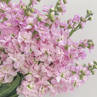 包邮 任意组合2单或以上冷链 粉色紫罗兰 鲜切花 云舍精选