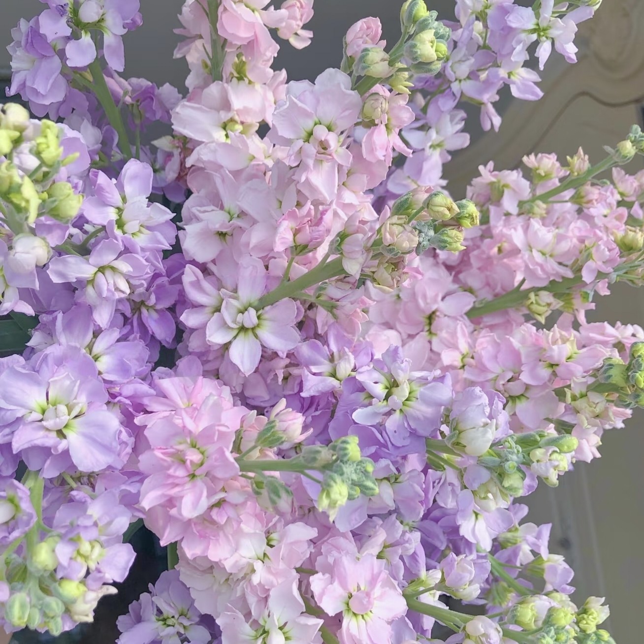 【云舍臻选】粉色+紫色紫罗兰各1扎 2单或以上冷链包邮,鲜花速递/花卉仿真/绿植园艺,花材,淘宝优惠券,粉丝福利购,淘宝优惠卷