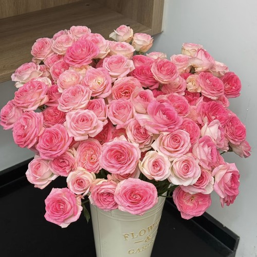 【云舍臻选】午夜魔法多头玫瑰  任意组合2单或以上冷链包邮