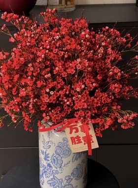 年宵花【首选】红色腊梅一扎 吸色的 任意组合2单冷链包邮