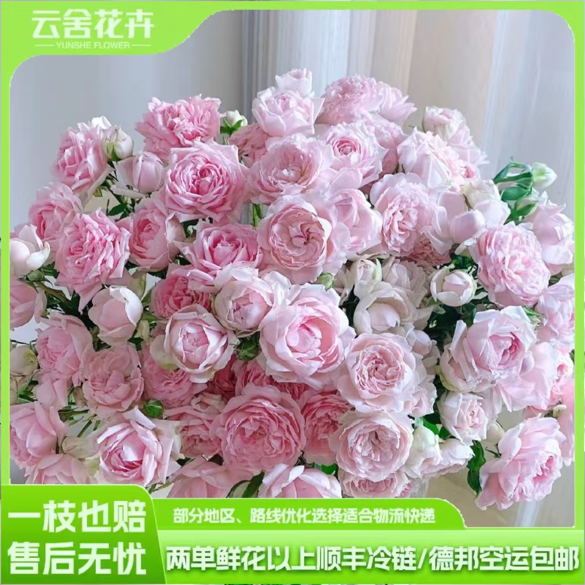 【稀有新品】A级酒酿小丸子多头玫瑰 任意组合两单或以上冷链包邮