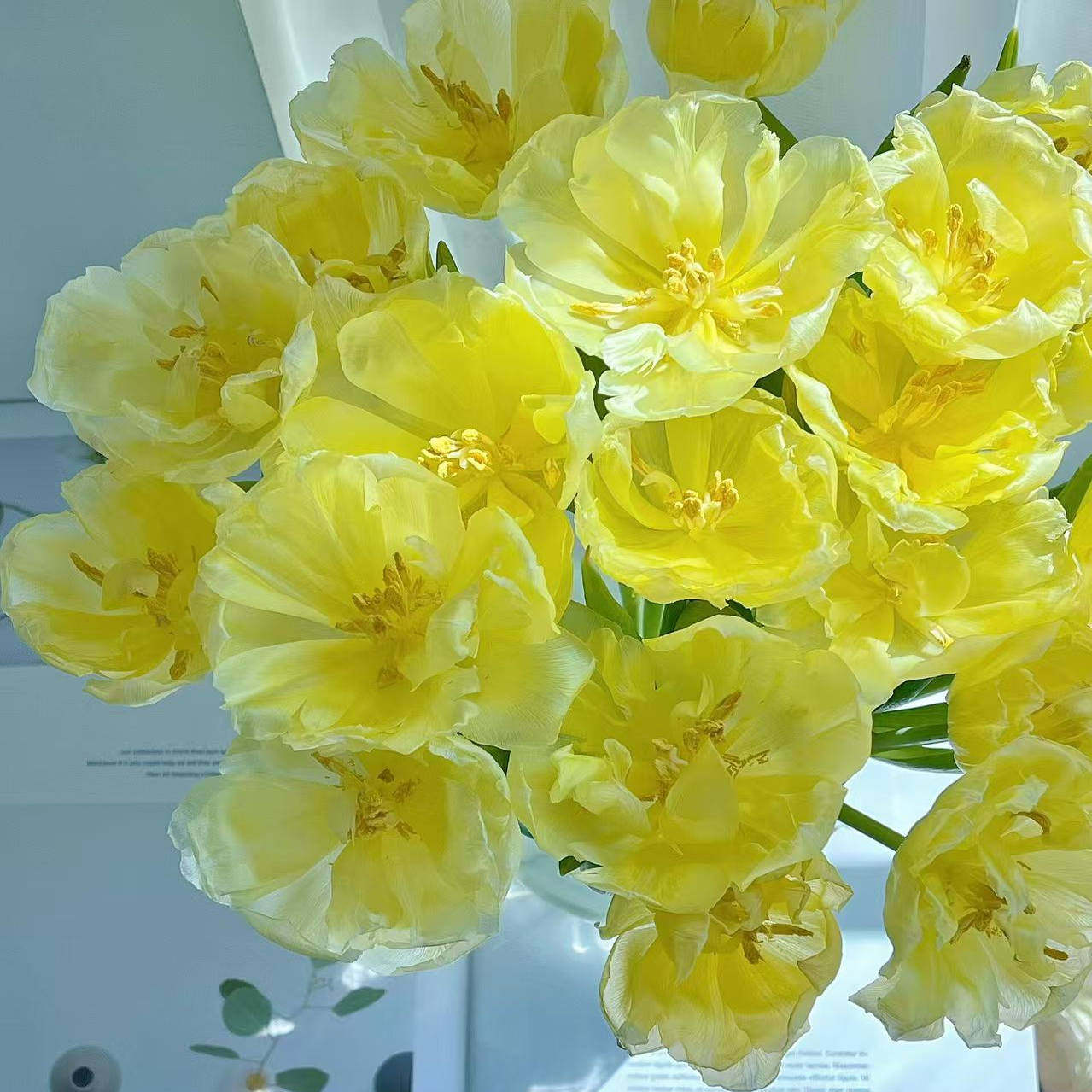 【云舍精选】方德【柠檬哒】郁金香 任意2单或以上冷链包邮,鲜花速递/花卉仿真/绿植园艺,花材,淘宝优惠券,粉丝福利购,淘宝优惠卷