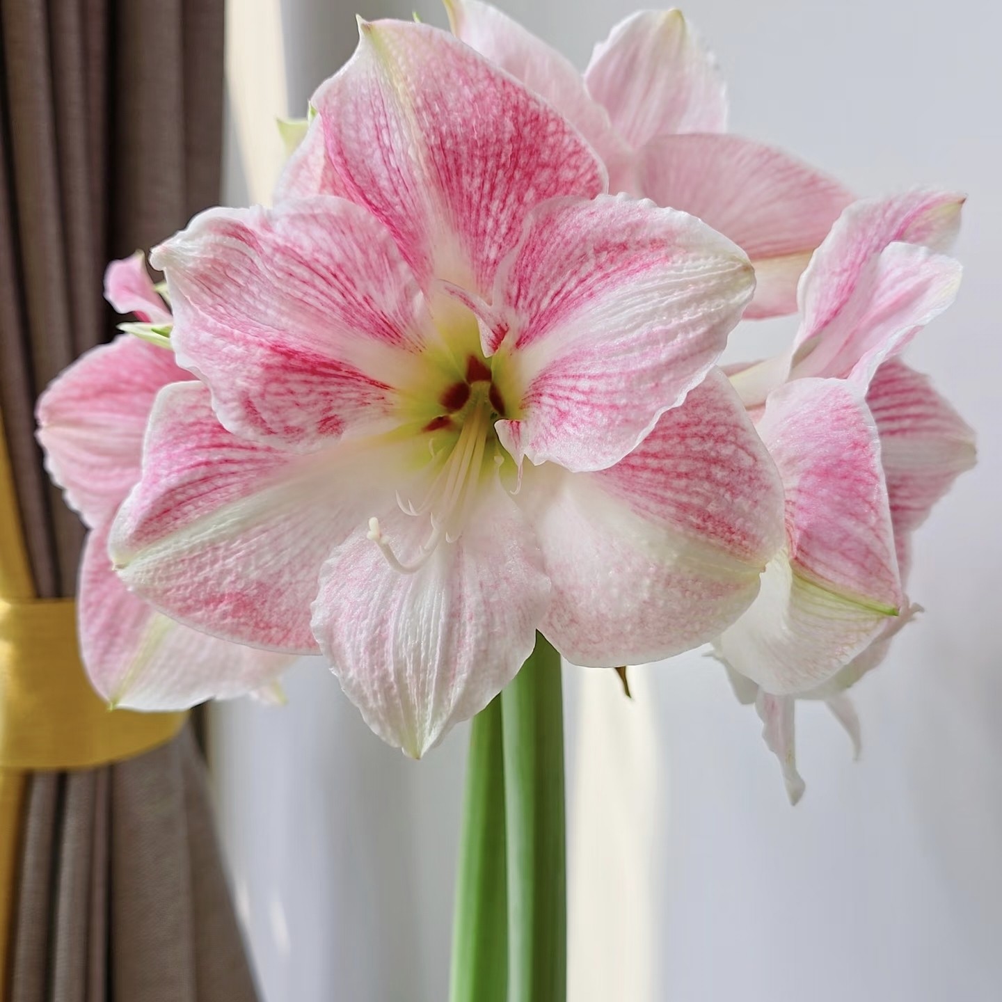 云舍臻选【小仙女专属】【方德樱花】粉花朱顶红 带礼盒发货,鲜花速递/花卉仿真/绿植园艺,花材,淘宝优惠券,粉丝福利购,淘宝优惠卷